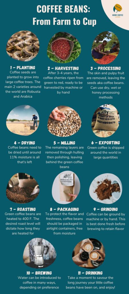 From Coffee Bean to Cup: The Journey of Great Coffee From Coffee Bean to Cup: The Journey of Great Coffee